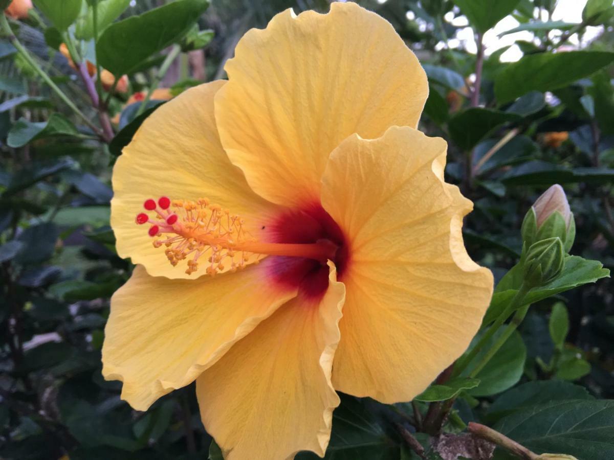 Mediteranean Style Ohana Rental / Garden Bungalow In Pahoa Honolulu Landing Kültér fotó
